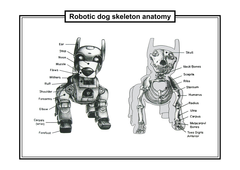 817x578  - Dog Skeleton Drawing
