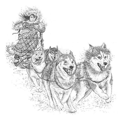 500x504 dog sled finished drawing this is the finished drawings married - Dog Sled Drawing