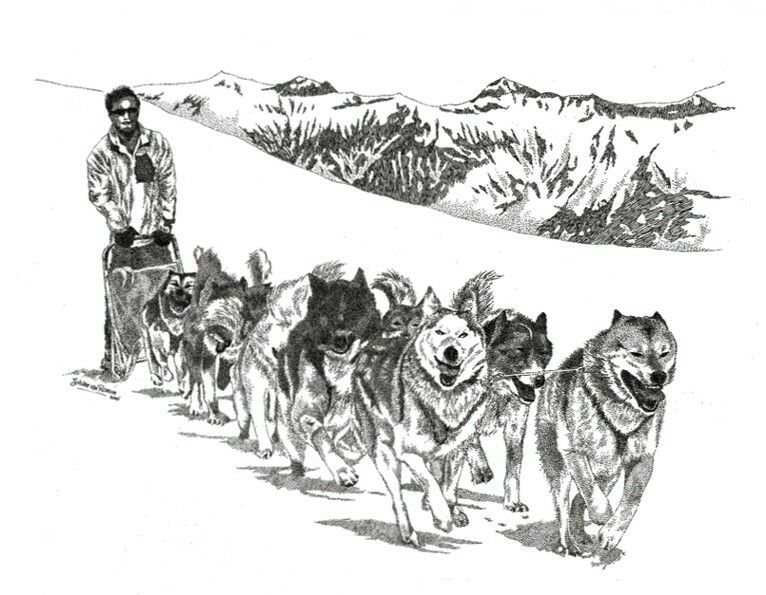 766x595 dog sledding, pencil drawing iditarod urban mushing dogs - Dog Sled Drawing