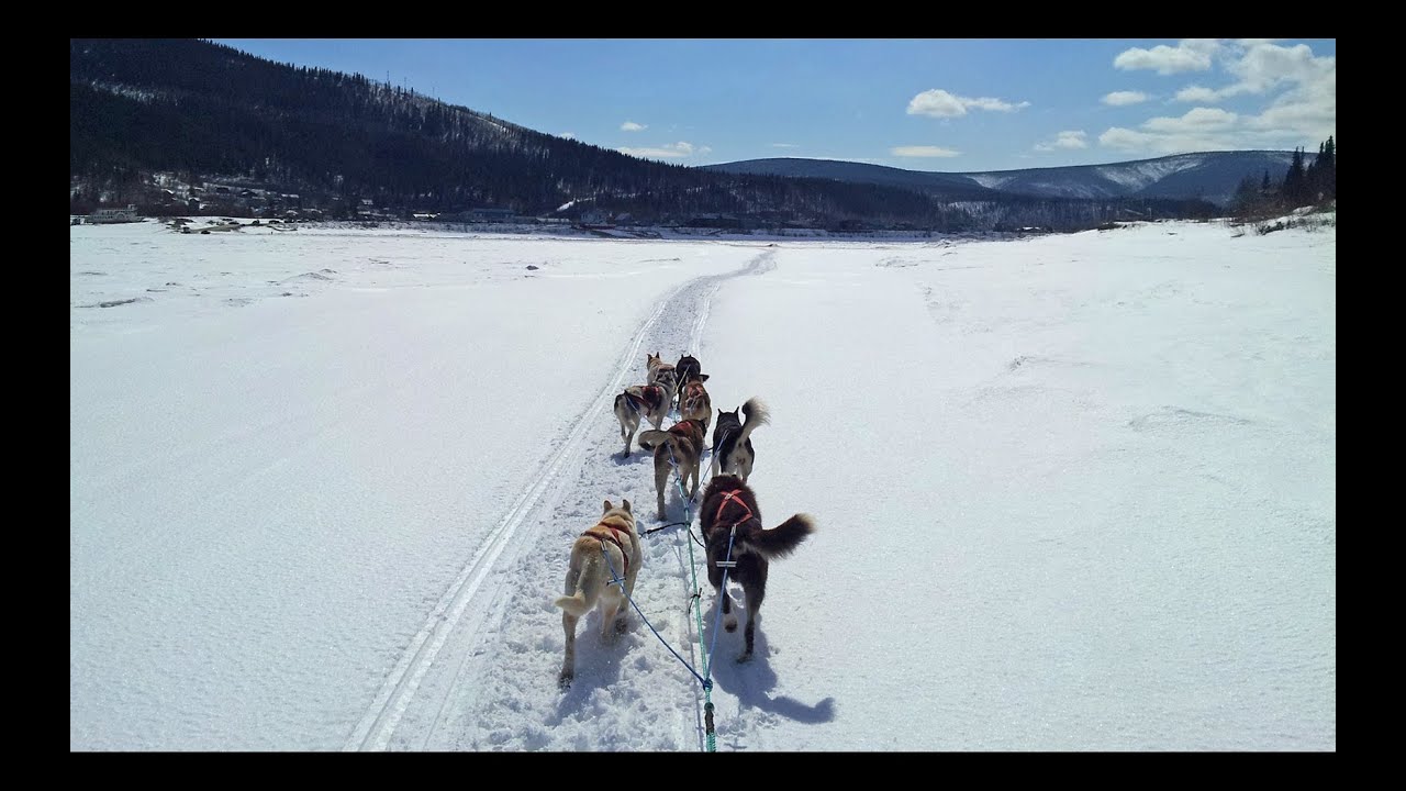1280x720 Drawing In A Dog Sleigh In Dawson City, Yukon - Dog Sled Drawing