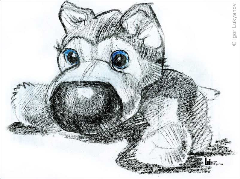 802x600 Cute Stuffed Toy Puppy Sketch - Dog Toy Drawing