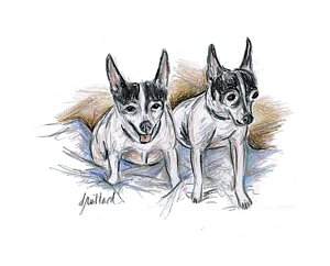 300x242 Dog Toy Drawings - Dog Toy Drawing