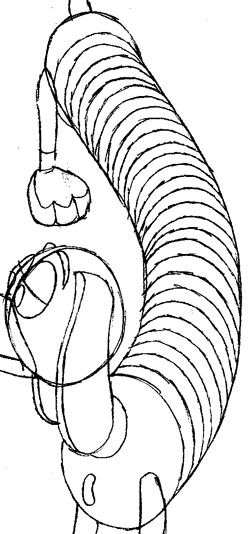 250x534 how to draw slinky dog from toy story with easy step - Dog Toy Drawing