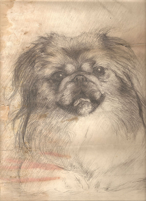 509x700 My Dog Toy Drawing - Dog Toy Drawing