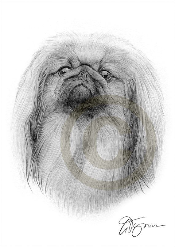 570x806 Toy Dog Pekingnese Pencil Drawing Print - Dog Toy Drawing