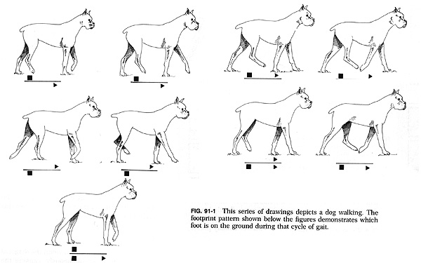 600x375 normal and abnormal gait - Dog Walking Drawing