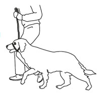 200x188 training guide gentle leader - Dog Walking Drawing