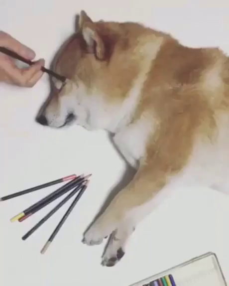460x574 Doge Drawing - Doge Drawing