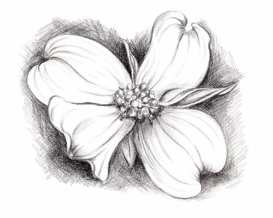 900x720 Dogwood Blossom Charcoal Drawing - Dogwood Blossom Drawing