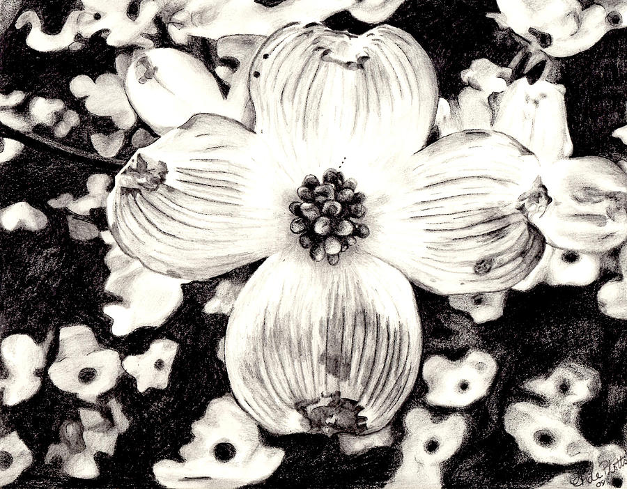 900x702 Dogwood Blossom Drawing - Dogwood Blossom Drawing