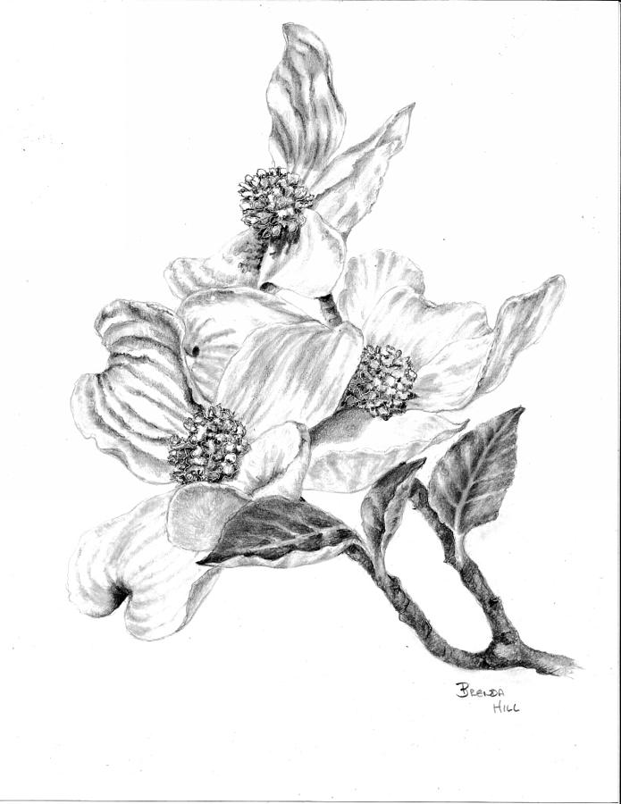 695x900 Dogwood Blossom Drawing - Dogwood Blossom Drawing
