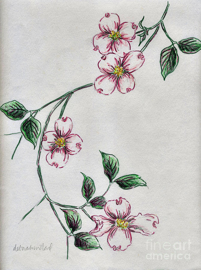 670x900 Dogwood Dream Drawing - Dogwood Blossom Drawing