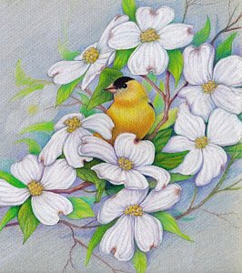 266x300 Dogwood Flower Drawings Fine Art America - Dogwood Blossom Drawing