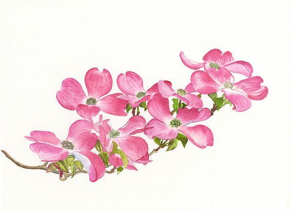 600x434 Drawn Cherry Blossom Dogwood Blossom - Dogwood Blossom Drawing