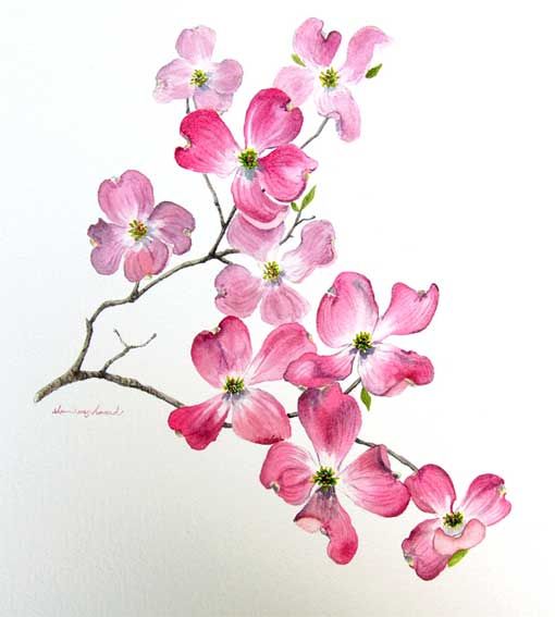 510x567 Drawn Sakura Blossom Dogwood Branch - Dogwood Blossom Drawing