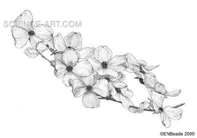 393x277 Flowering Dogwood - Dogwood Blossom Drawing