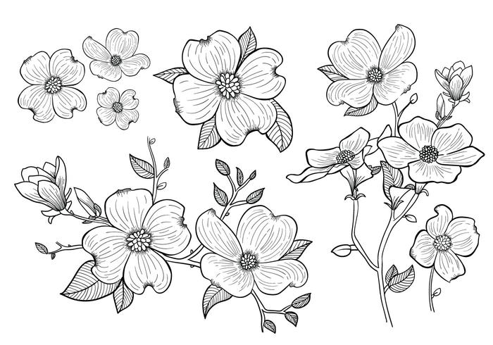 700x490 Hand Drawn Dogwood Flowers - Dogwood Blossom Drawing