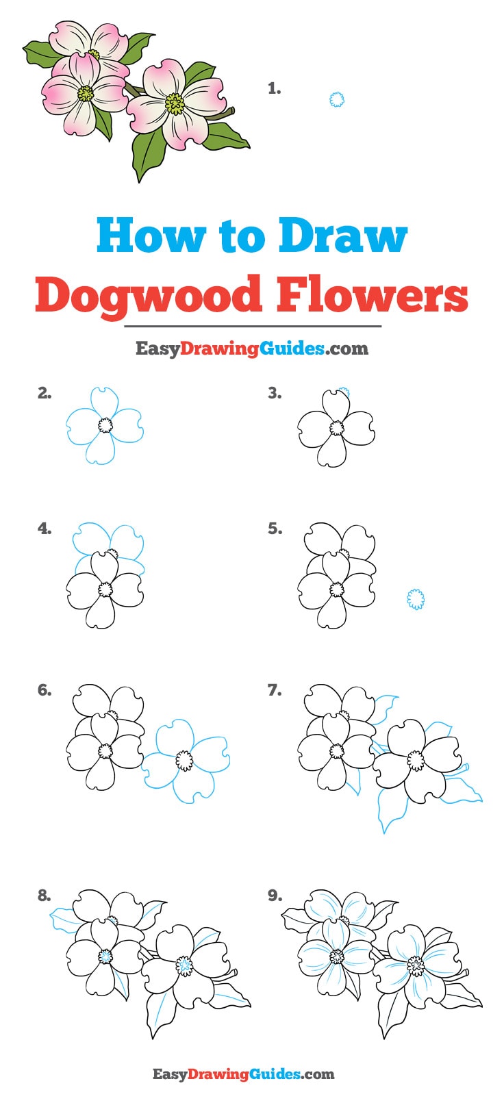 736x1611 How To Draw Dogwood Flowers - Dogwood Blossom Drawing
