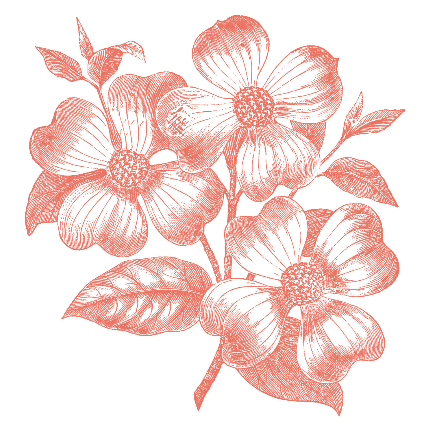 1474x1500 Pink Dogwood Clipart - Dogwood Blossom Drawing
