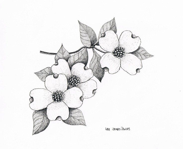 736x599 Dogwood Drawing Dogwood Blossom For Free Download - Dogwood Blossom Drawing