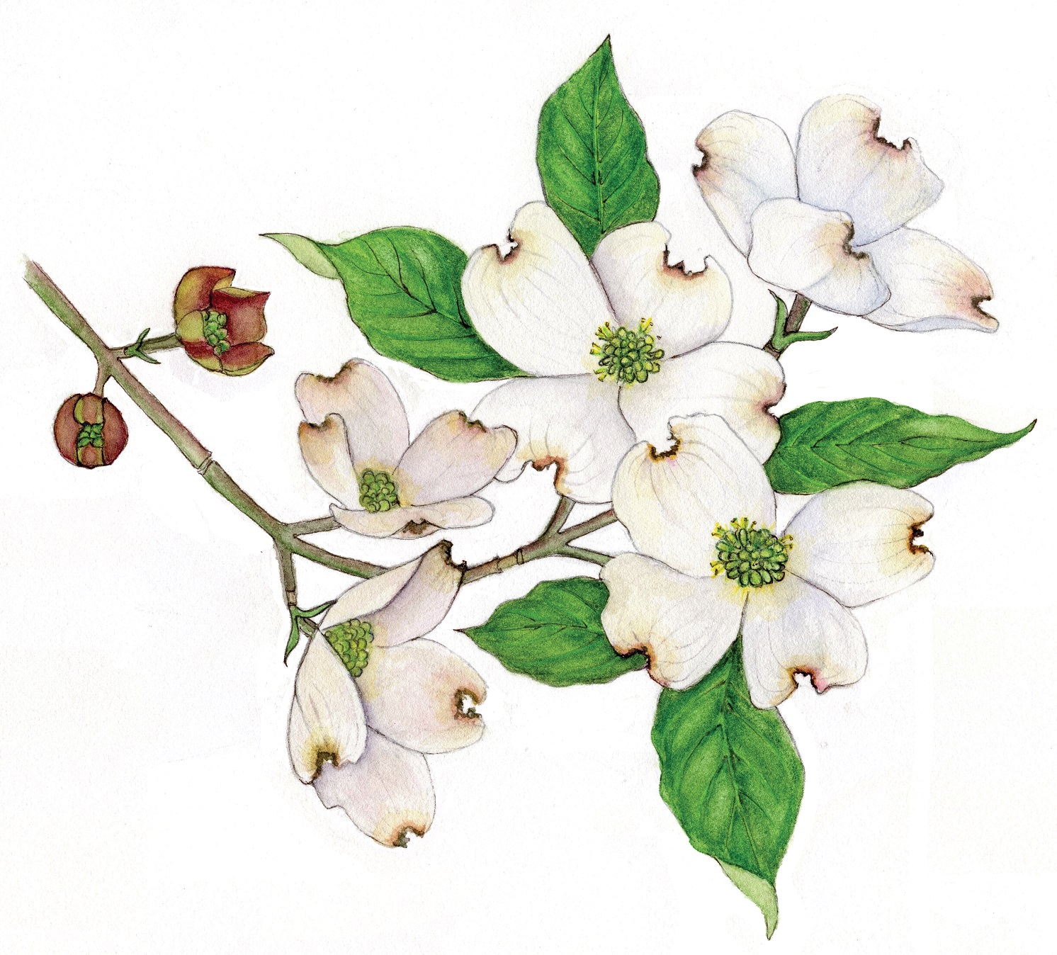 1492x1348 Wildflower Of The Year Cornus Florida - Dogwood Blossom Drawing