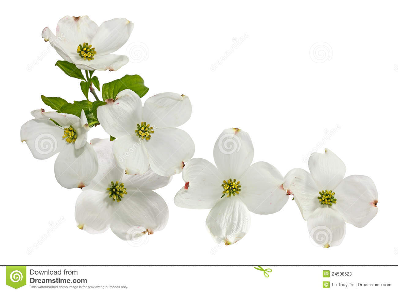 1300x957 Dogwood Blossom Clip Art Dogwood Blossom Drawing - Dogwood Blossom Drawing
