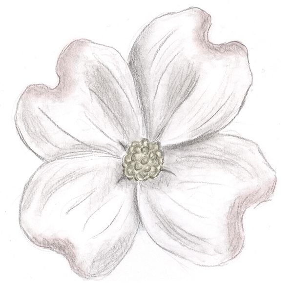 600x600 Pencil Drawing Of A Dogwood Flower - Dogwood Blossom Drawing