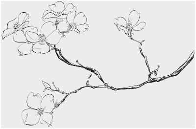 400x264 Cherry Blossom Tree Coloring - Dogwood Blossom Drawing