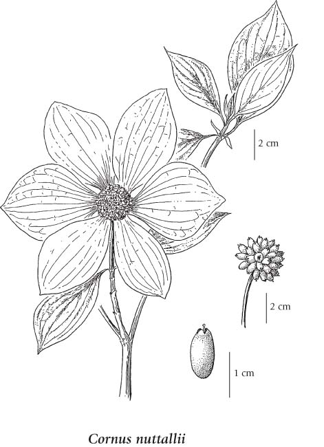 471x650 Gallery Dogwood Flower Pictures Drawings - Dogwood Branch Drawing