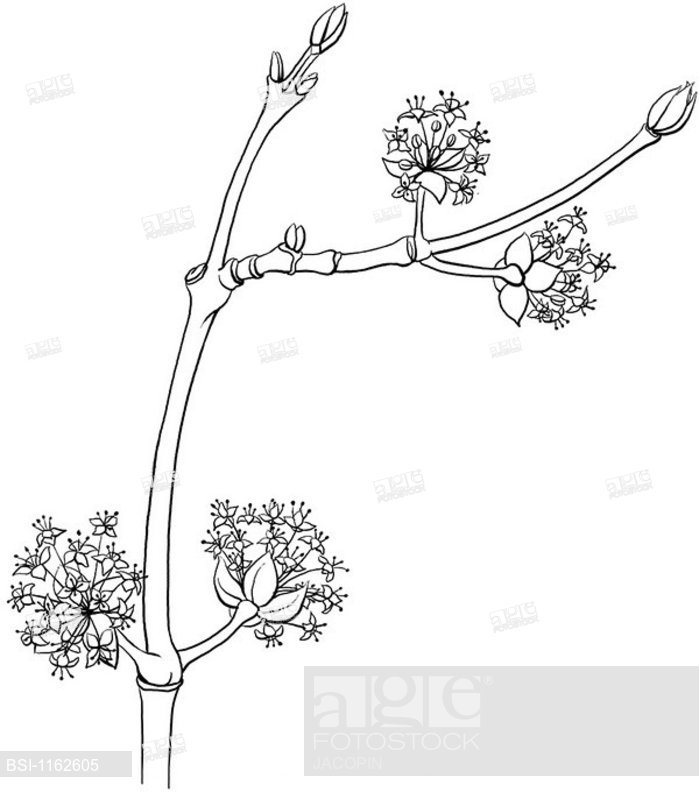 699x792 Male Dogwood, Drawingltbrgtmale Cornelian Cherry Dogwood Leaves - Dogwood Branch Drawing