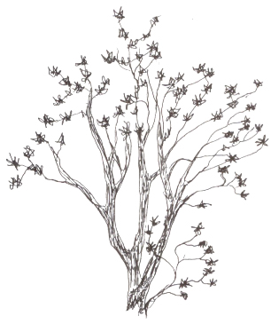 315x365 Peacock Drawing Designs - Dogwood Branch Drawing