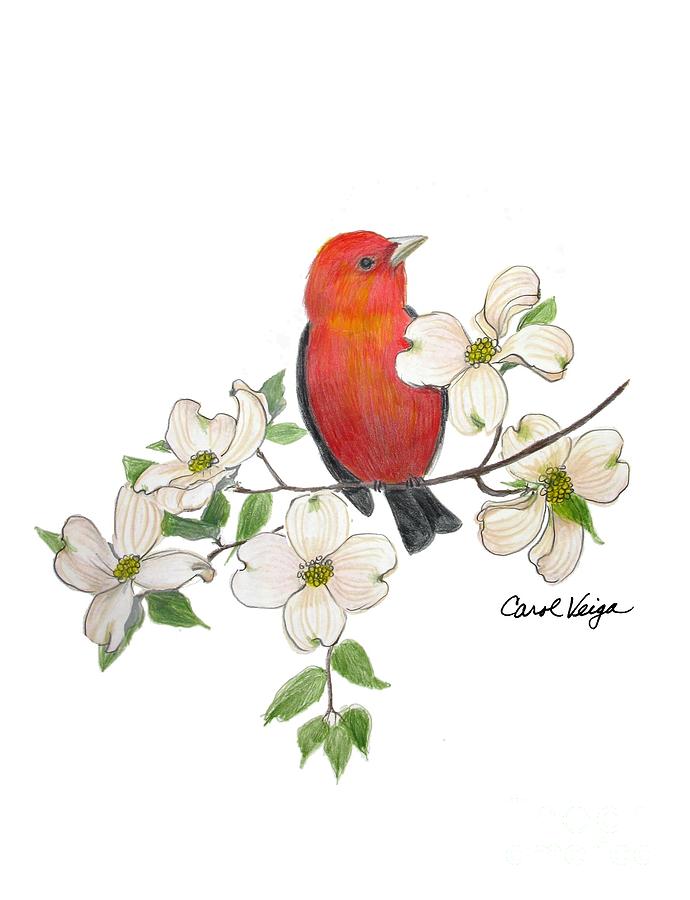 690x900 Scarlet Tanager On A Dogwood Branch Drawing - Dogwood Branch Drawing