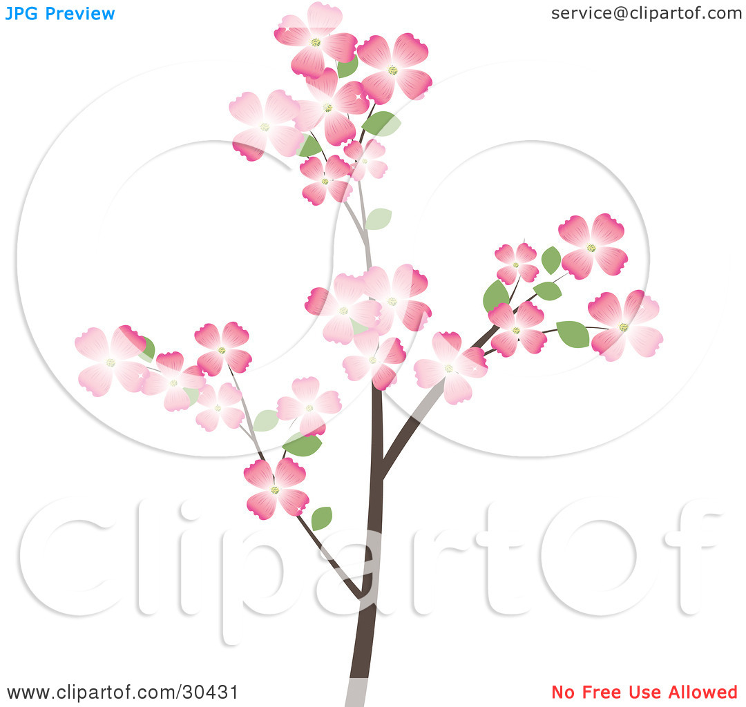 1080x1024 How To Draw Dogwood Tree Clipart Illustration Of A Flowering - Dogwood Branch Drawing