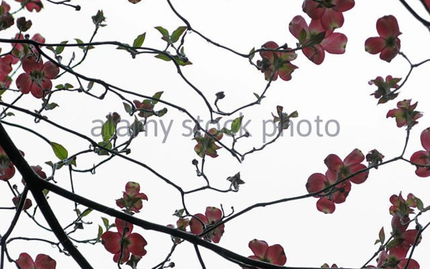 1368x855 Dogwood Branch Drawing - Dogwood Branch Drawing