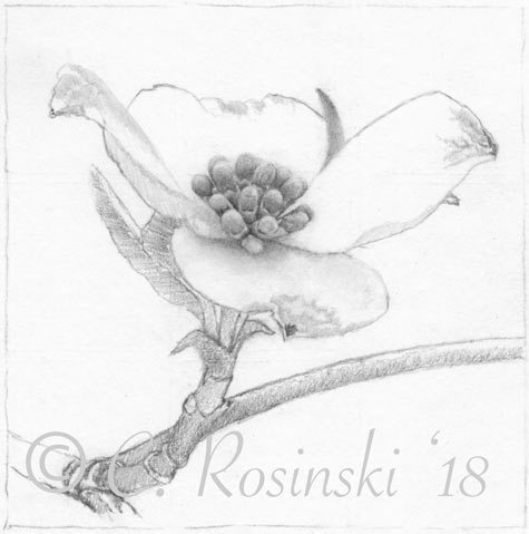 475x479 dogwood flower drawing carol's drawing blog - Dogwood Drawing