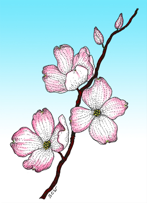580x800 dogwood petal veiner world of sugar art - Dogwood Drawing