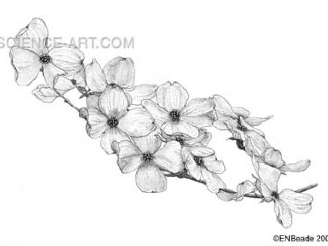 640x480 Dogwood Tree Drawing - Dogwood Drawing