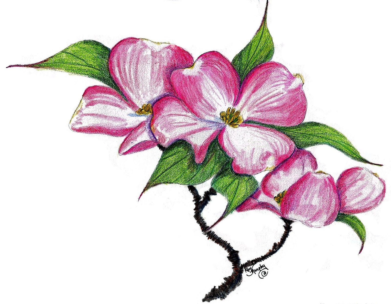 1600x1243 Dogwood Tree Drawing Clip Art - Dogwood Drawing