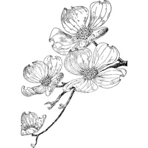 300x300 Dogwood Clipart - Dogwood Drawing