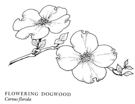 436x336 Dogwood Drawing Free Download - Dogwood Drawing