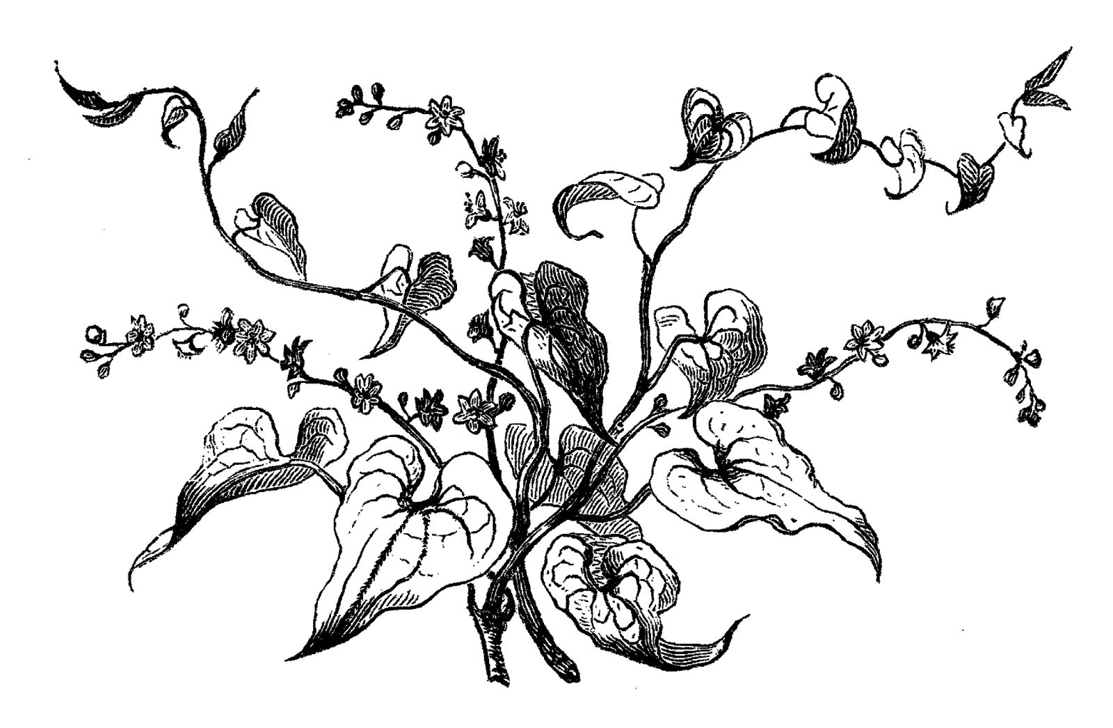 1600x1046 Dogwood Drawing Huge Freebie! Download For Powerpoint - Dogwood Drawing