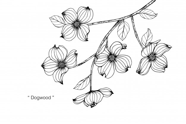 626x417 Dogwood Flower Drawing Illustration Vector Premium Download - Dogwood Drawing
