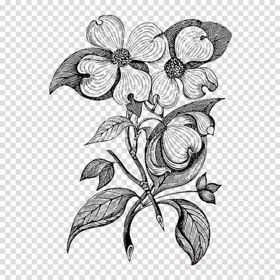900x900 drawing, illustration, botany, transparent png image clipart - Dogwood Drawing