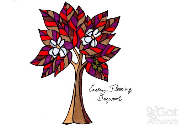 599x413 Eastern Flowering Dogwood Drawing - Dogwood Drawing