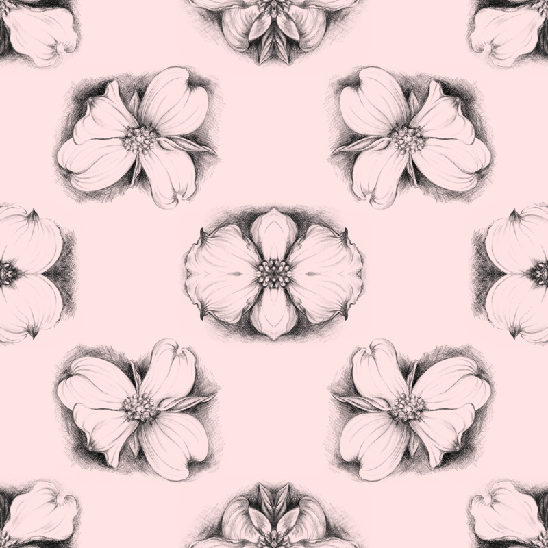 800x800 Elegant Dogwood Drawing In Pink Wallpaper - Dogwood Drawing
