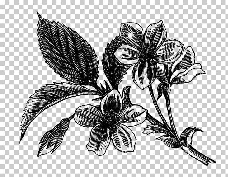 728x566 Flowering Dogwood Drawing Visual Arts, Botanical Flowers Png - Dogwood Drawing