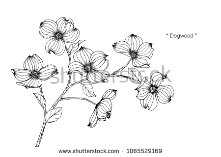 450x320 Huge Collection Of 'dogwood Blossom Drawing' Download More Than - Dogwood Drawing