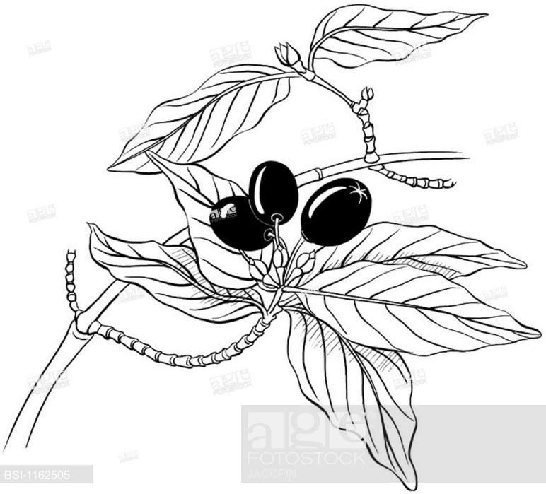 772x699 Male Dogwood, Drawingltbrgtmale Cornelian Cherry Dogwood Leaves - Dogwood Drawing