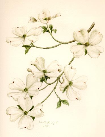 370x481 Mary Kelley Dogwood Drawing For Me Dogwood Flower Tattoos - Dogwood Drawing