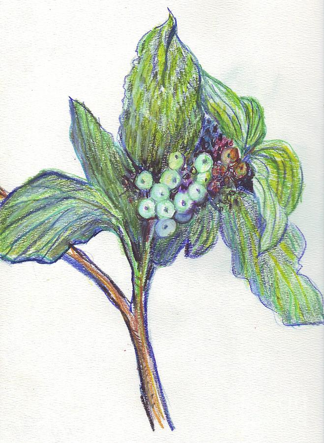 659x900 Red Osier Dogwood Drawing - Dogwood Drawing